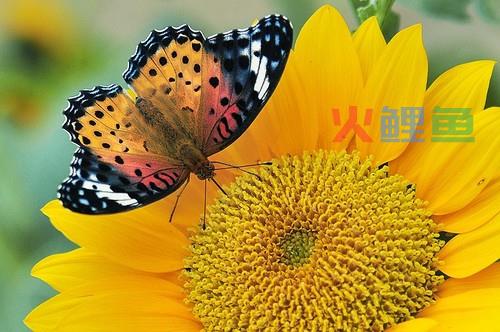 我们自己在线处理图片的简单教程