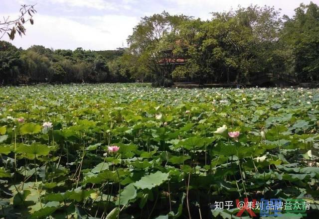 六盘水网络营销策划，企业如何才能有效做好品牌的网络营销策划方案？