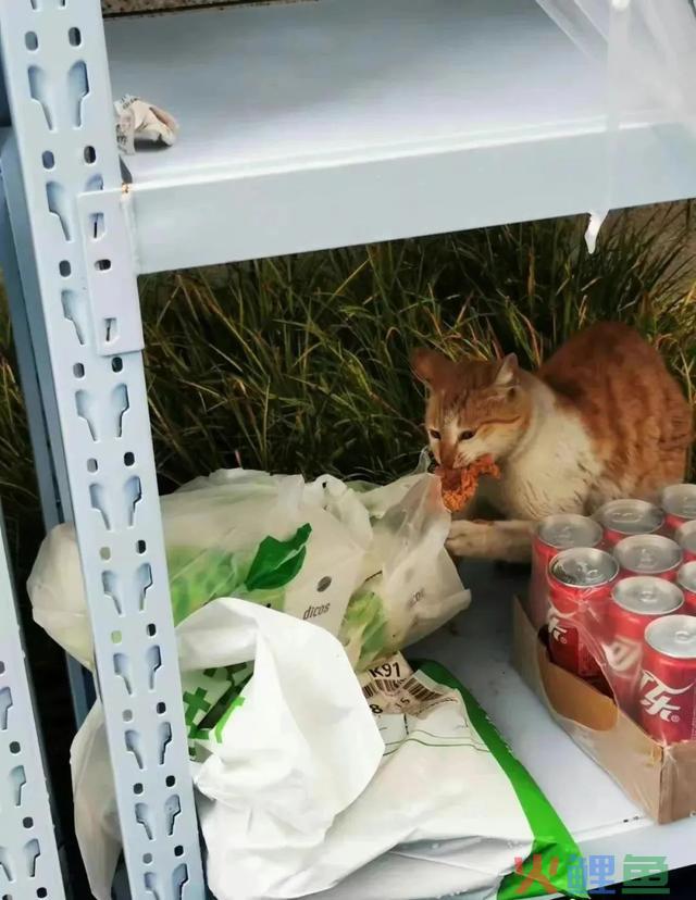 上海宝山一网红流浪猫被虐杀?警方正在调查