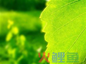 什么是实验调查法