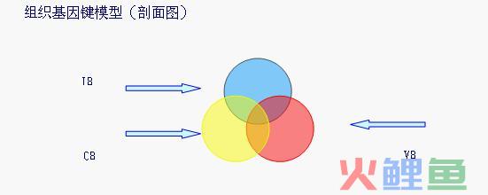 全息管理模型的 组织DNA模型 