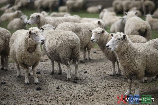 走访了100名养殖户！终于总结出了创业养羊的经验！（收藏致富） 