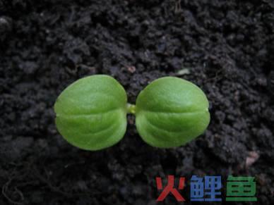 什么叫做运营（解读到底什么是运营）