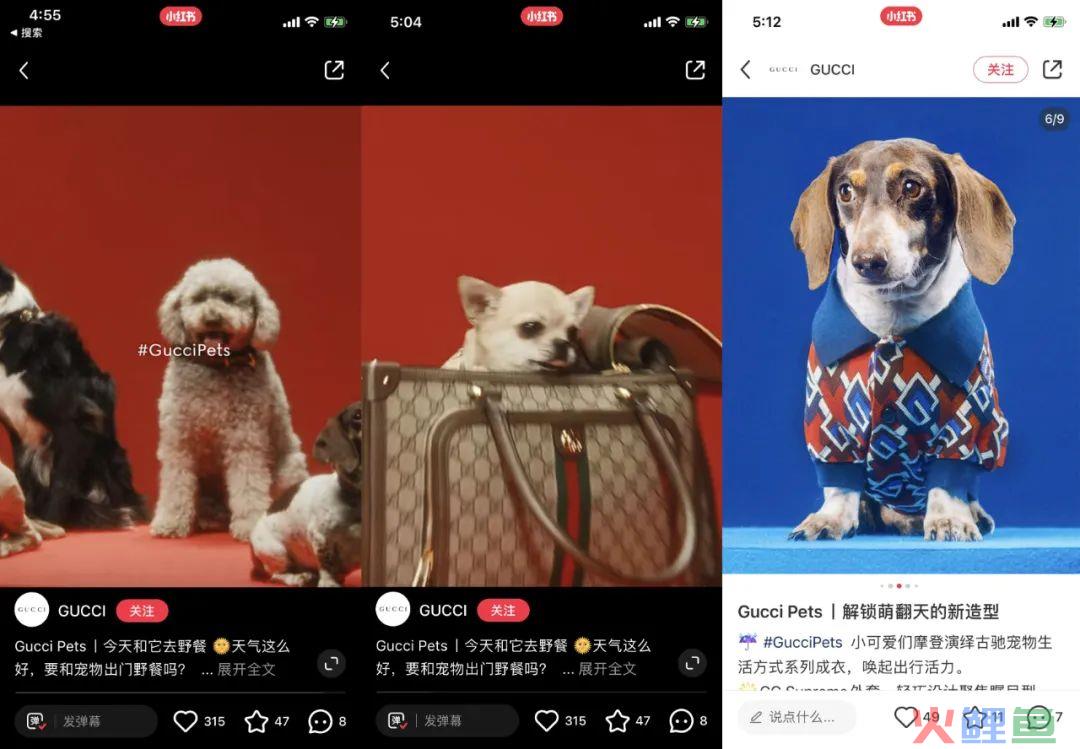 Gucci正式入局，奢侈品为什么要布局1000亿宠物市场