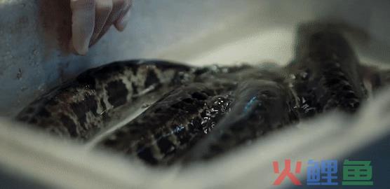 也以情商论品牌，老板电器为何请夜归人吃饭？