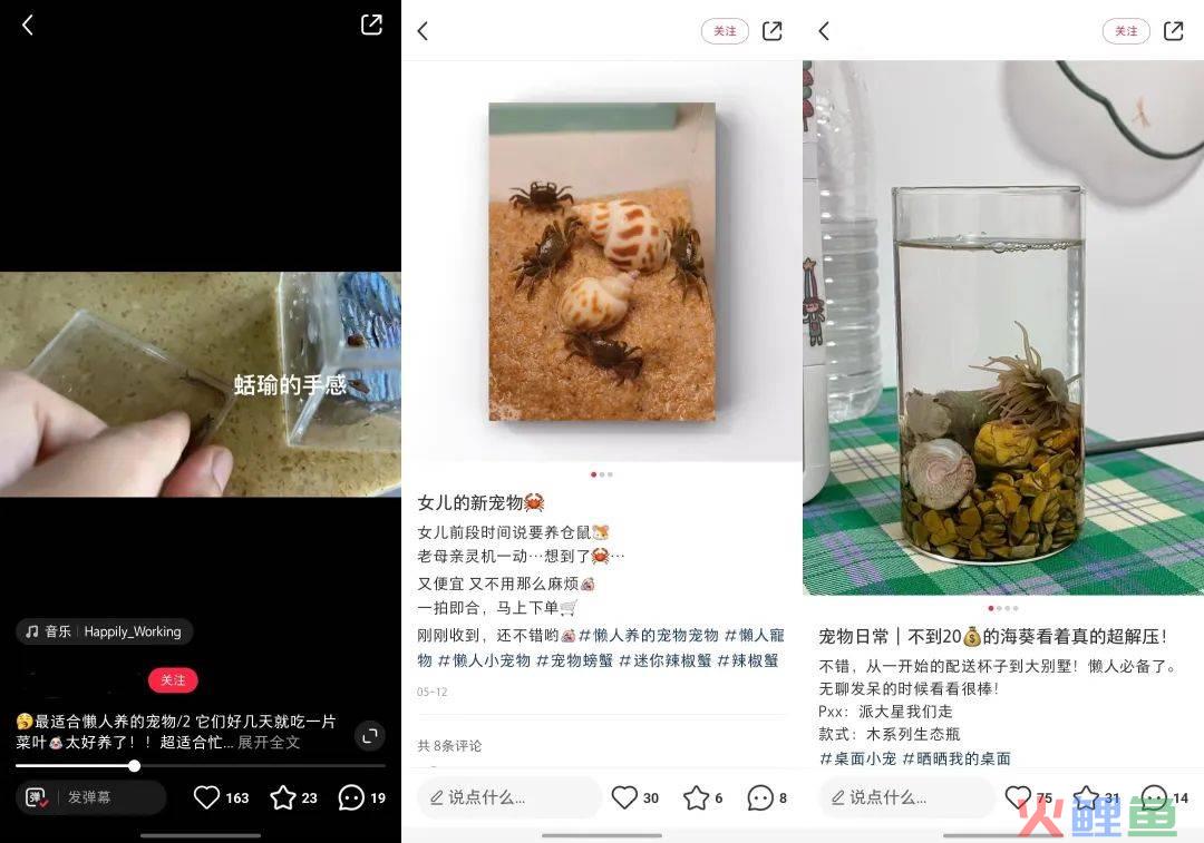 猫猫狗狗失宠了?这届年轻人竟然养起了「石头」