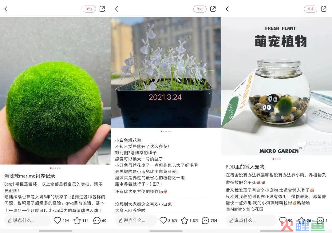 猫猫狗狗失宠了?这届年轻人竟然养起了「石头」