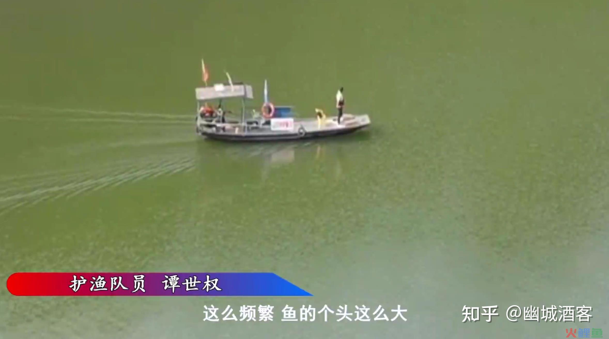 长江的“预兆”：万州水域出现大量鱼群，三峡水库成为“鱼库 ... ... 