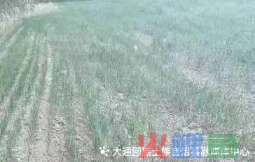 大通县全力以赴加快农业生产自救