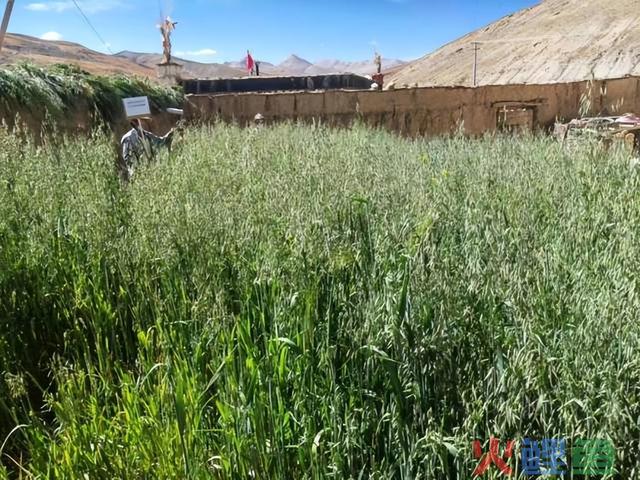 日喀则：大力推广房前屋后“冬圈夏草”人工种草模式 
