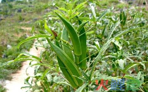 农村种植致富项目，农村2个有潜力种植致富项目