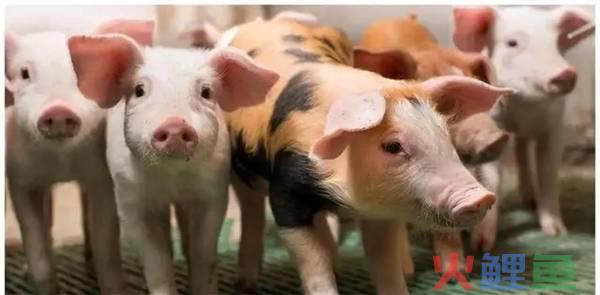 中益智信益和香：将切实做好猪肉市场稳产保供等各项工作