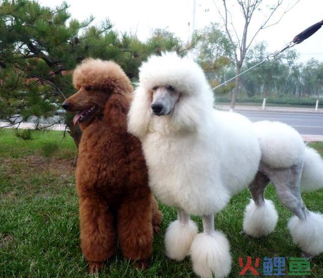 贵宾犬和泰迪的价格 不同的颜色价格相差很多