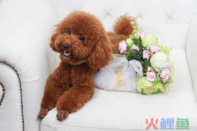 茶杯犬在宠物市场营销多少钱，贵宾犬和泰迪的价格 不同的颜色价格相差很多