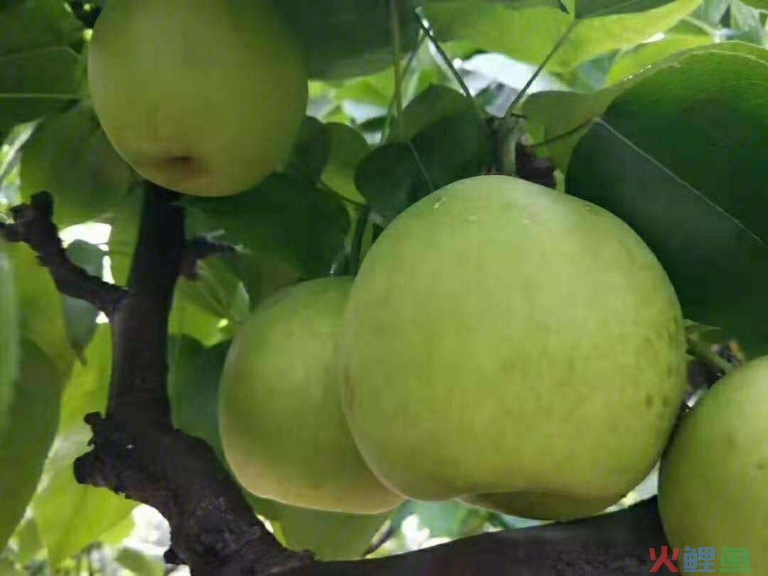 砀山梨营销，神秘的北纬42°——关于砀山梨你所不知的二三事