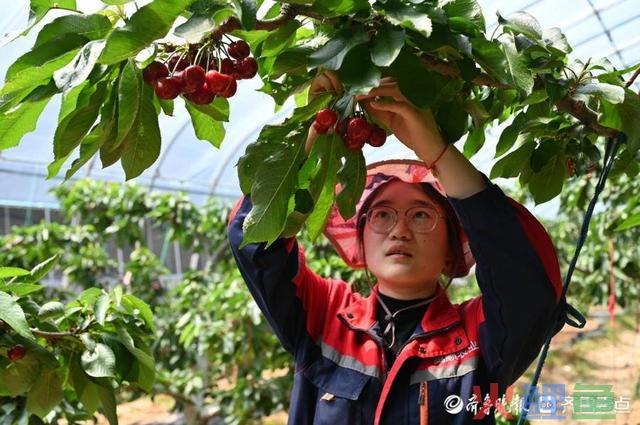 两小时下单万余斤!“甜蜜栖霞 只樱邮你”短视频直播带货节启动