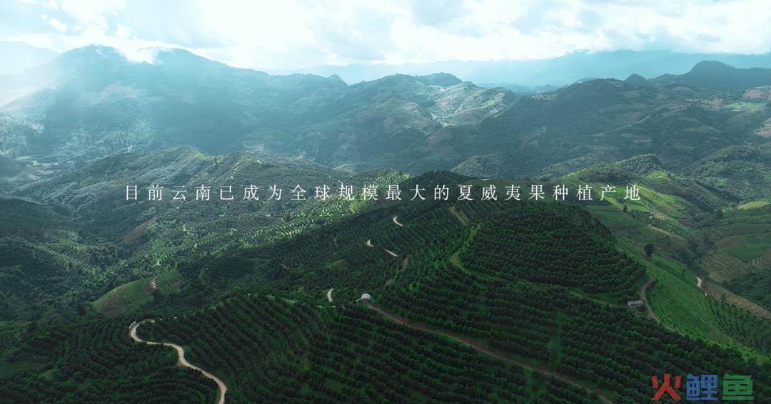 一颗夏威夷果背后，三只松鼠擘画了怎样的“后天”？