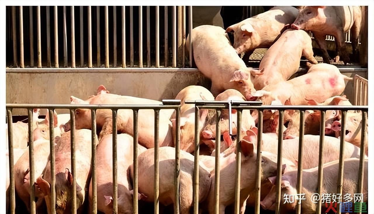 赤峰市市场行业调研_徐州猪肉市场调研_市场条调研风险预估