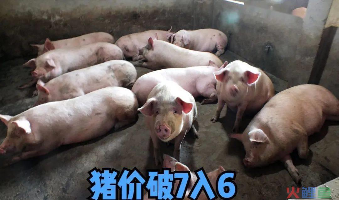 赤峰市市场行业调研_徐州猪肉市场调研_市场条调研风险预估