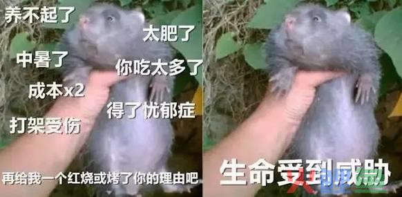 记一只竹鼠走红的背后：网红谢幕，土味登场