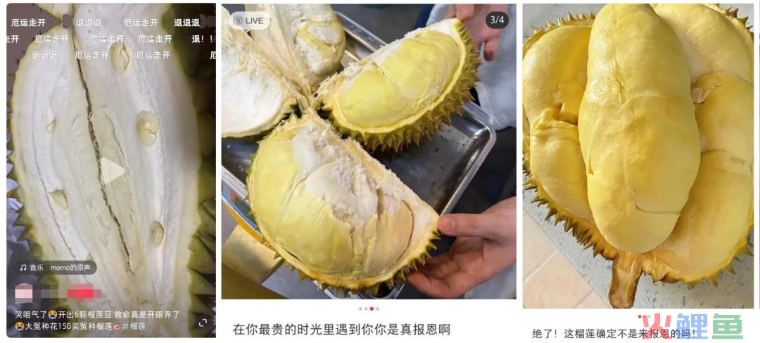 “榴莲盲盒”上热搜，榴莲为什么越卖越贵？