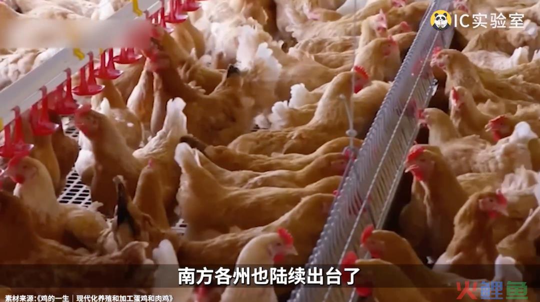 做鸡能有多挣钱？