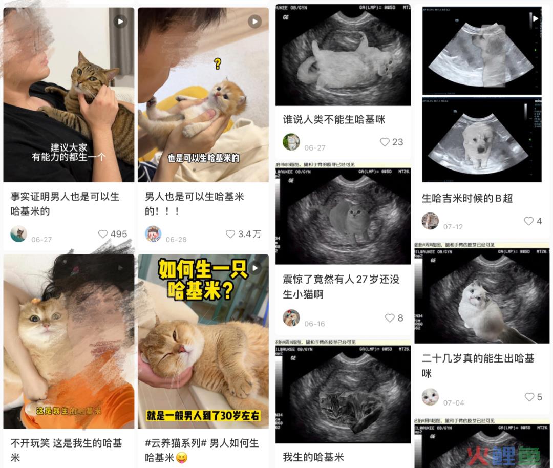 年轻人流行生“哈基米”？宠物经济野蛮生长时