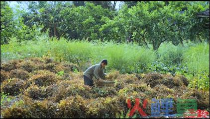 “挖呀挖”黄老师终于接广告？网友又不淡定了