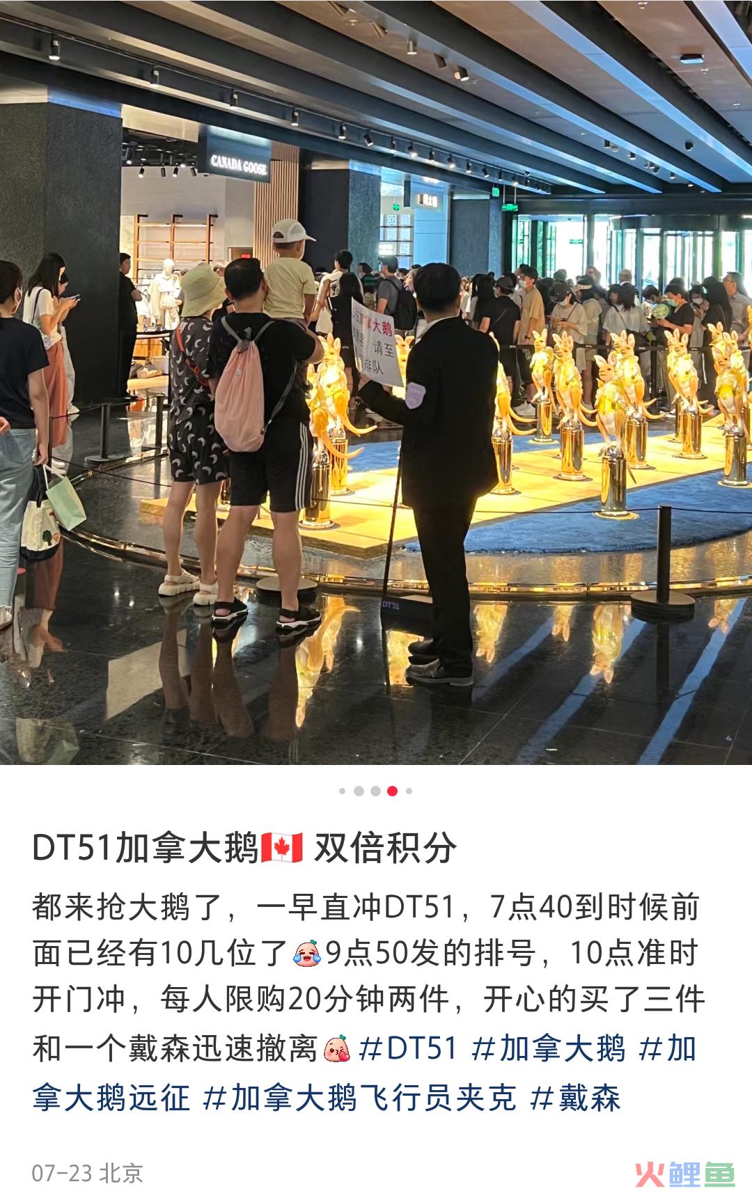 七月疯抢加拿大鹅，跟不要钱似的