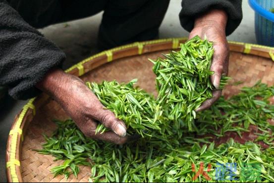 中国7万茶企，同样做不出一家特威茶