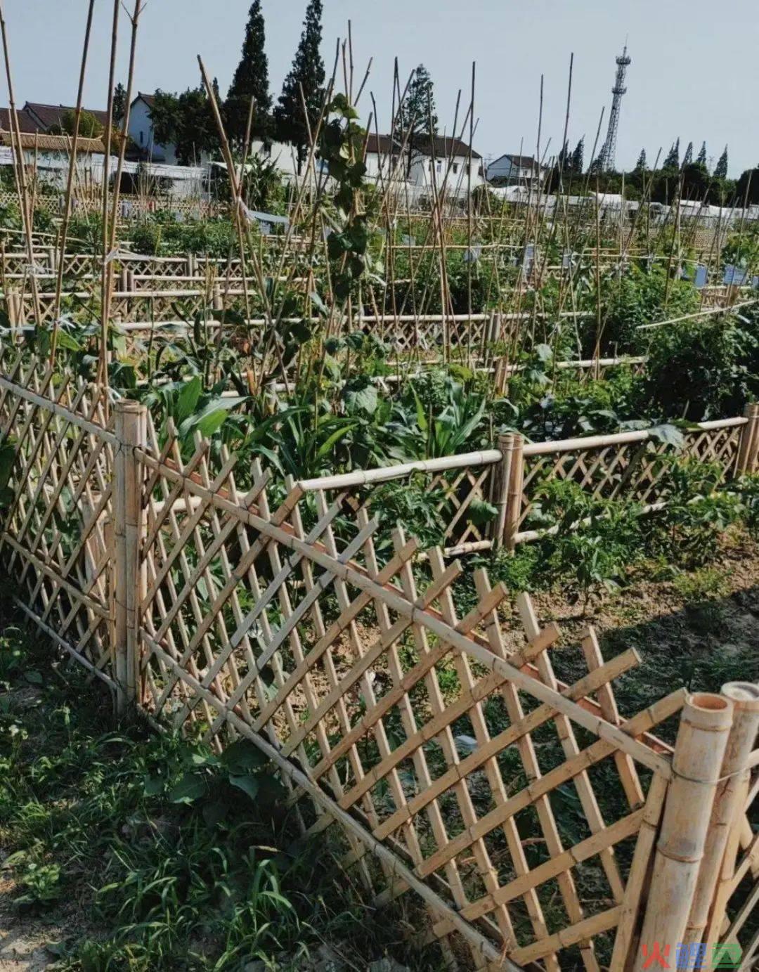北上广一年3000元的共享菜地被疯抢，共享菜园真的赚钱吗？