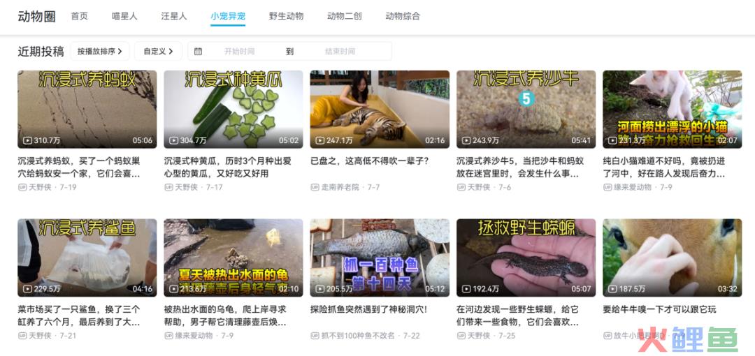 异宠,一场年轻人的单向奔赴