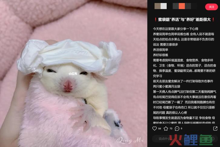 异宠,一场年轻人的单向奔赴