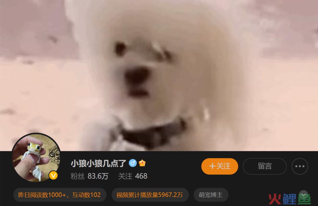 异宠,一场年轻人的单向奔赴