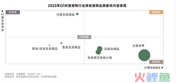 异宠,一场年轻人的单向奔赴