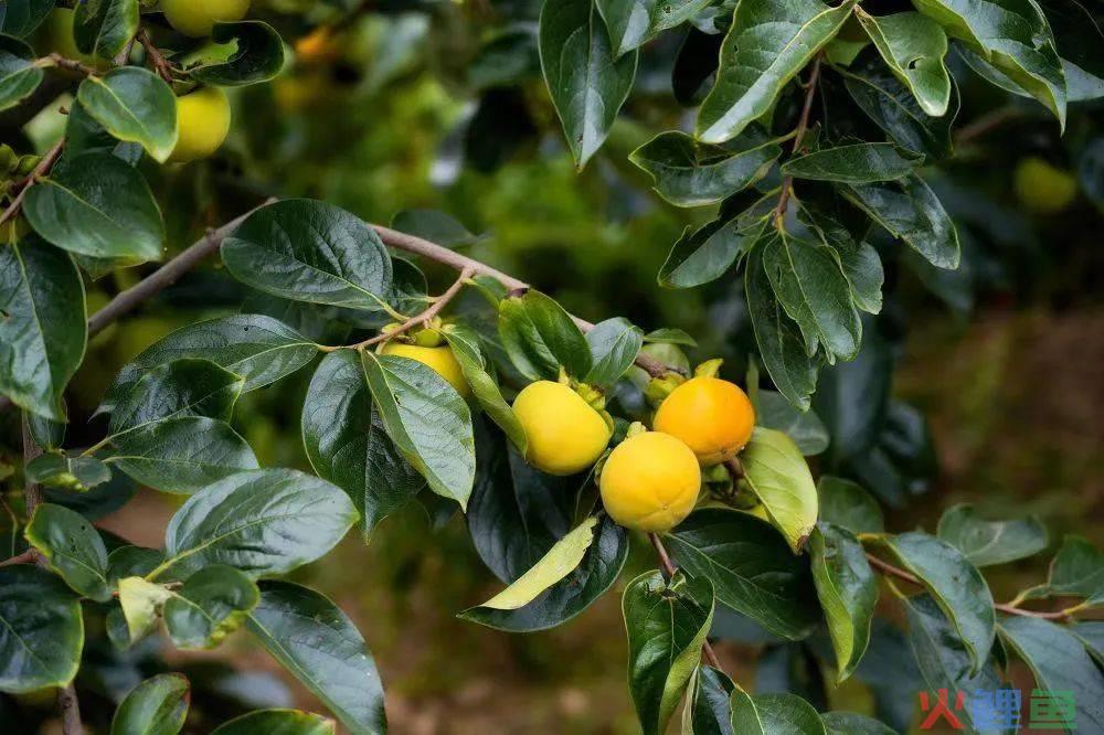 茶饮卷了2年,蜜雪冰城率先开始涨价