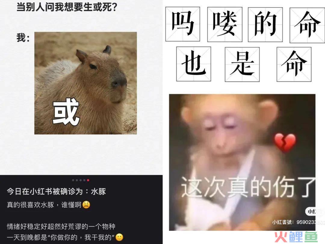 人宠关系升级，食品饮料品牌如何“伺宠而娇”？