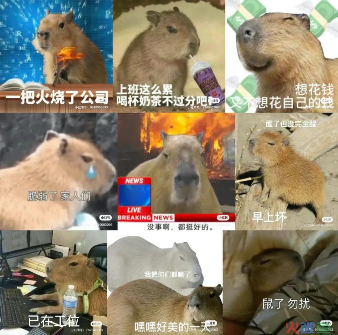 “豚门永存”！躺平佛系的动物IP火了，网梗如何变成“真金白银”？| 雷报