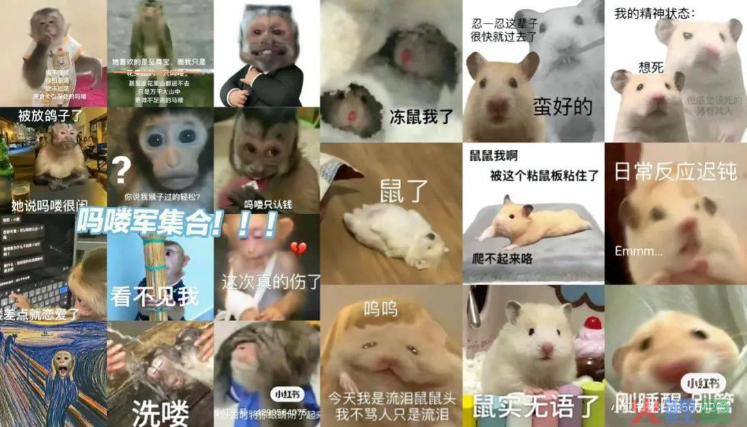 “豚门永存”！躺平佛系的动物IP火了，网梗如何变成“真金白银”？| 雷报