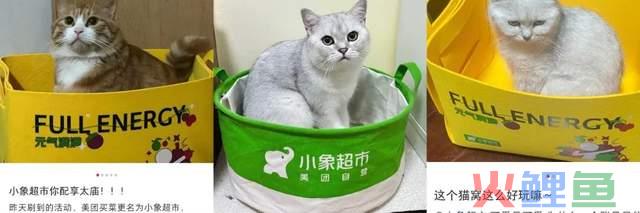 美团买菜更名小象超市背后，即时零售，走向新格局
