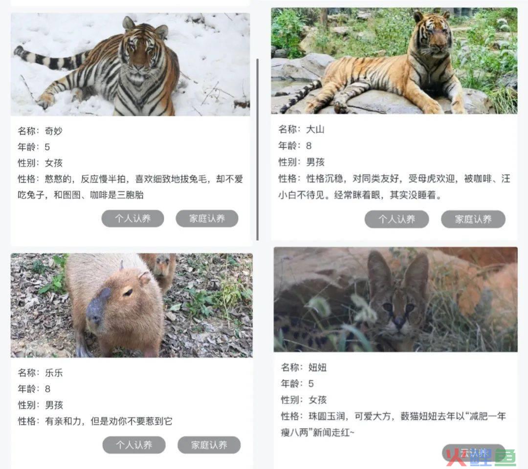 动物园玩IP：你耍猴，我晒虎，谁家动物最靠谱？| 雷报