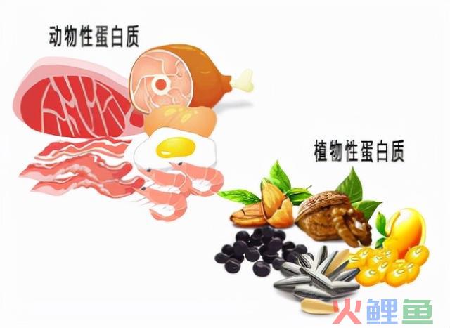 科普篇 能量、碳水、脂肪及卵白质的关系