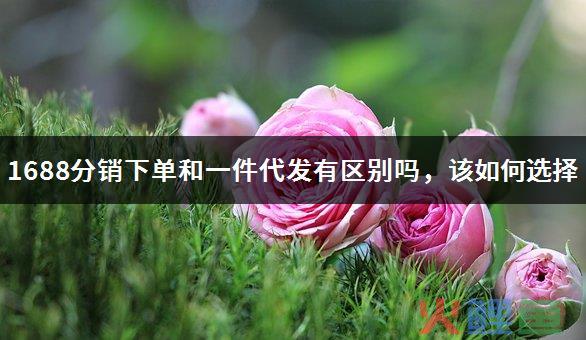 1688快速铺货和代发下单的区别是什么？一键铺货后有订单怎么办？