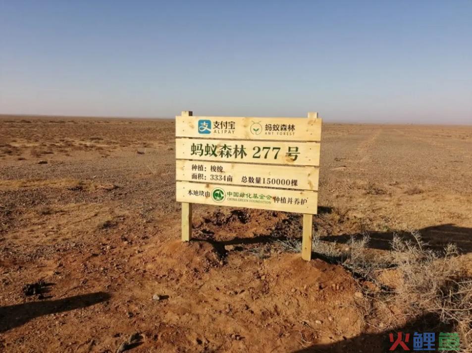 八年一梦,支付宝还是放不下社交