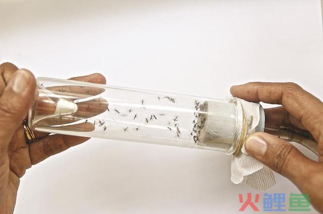 野生智能怎样管？新冠此后怎样治？《自然》《科学》展望2024值得关注的科学事务