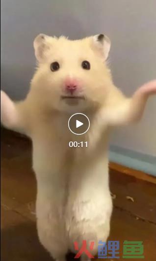 小红书博主晒老鼠跳舞获赞1万 原来是用了Animate Anyone
