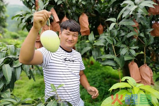 拼多多种树领水果安全吗？如何种树成功？