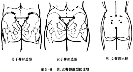 臀部