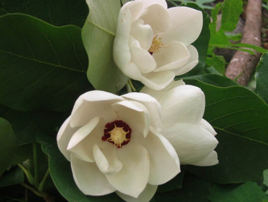 木兰
